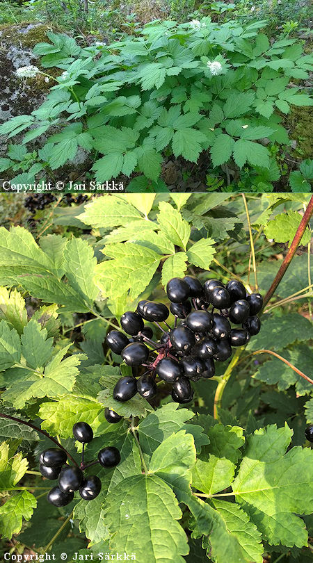 Mustakonnanmarja, Actaea spicata Actaea spicata, mustakonnanmarja